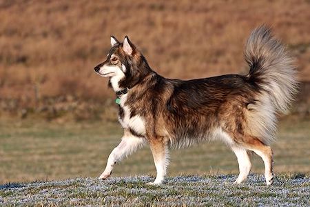 سگ گرگی (Utonogan)