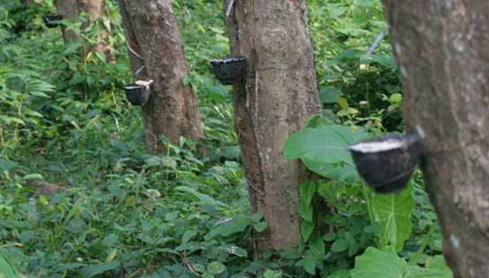 تاریخچه مختصر لاستیک