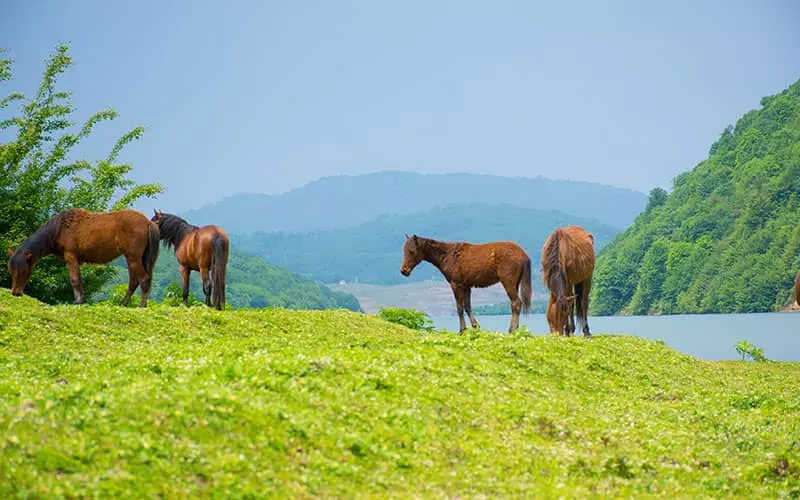 سد لفور مازندران